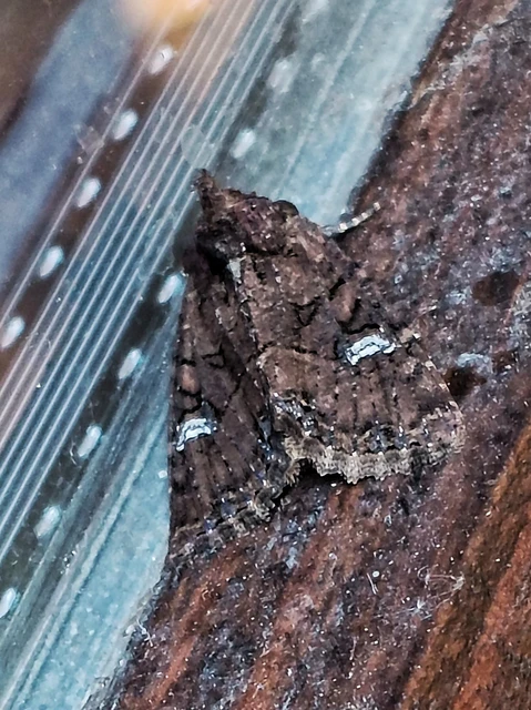 Mesapamea secalella/secalis