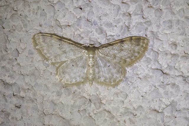 Idaea fuscovenosa - szürkeszélű apróaraszoló