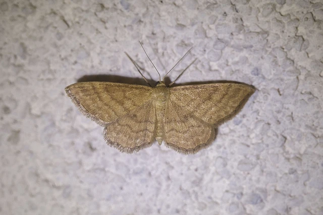 Idaea ochrata - okkerszínű sávosaraszoló