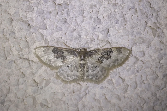 Idaea rusticata - tarka apróaraszoló