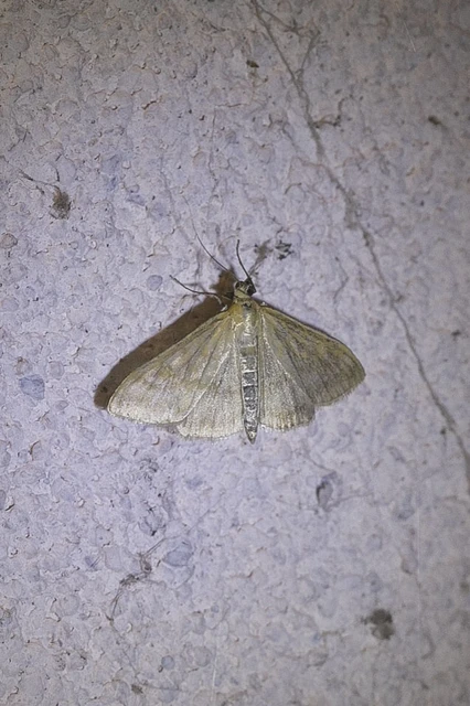 Sitochroa verticalis - világossárga dudvamoly
