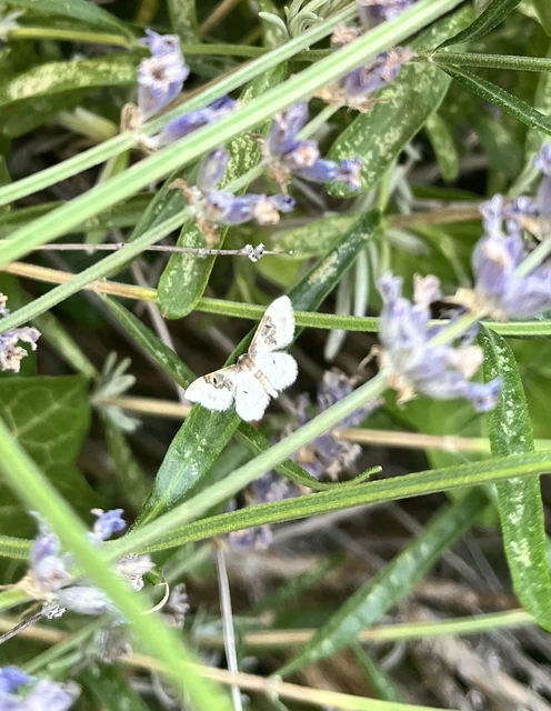 Idaea rusticata - tarka apróaraszoló