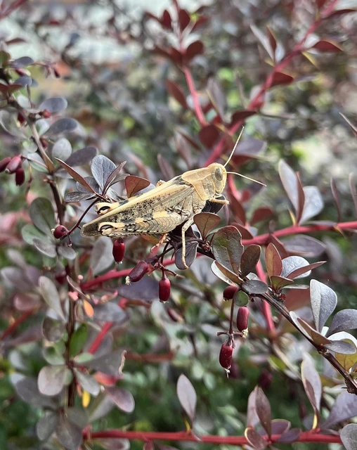 Calliptamus italicus - olaszsáska