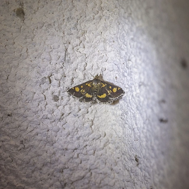 Pyrausta aurata - aranyló bíbormoly