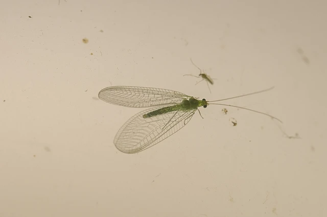 Neuroptera - Recésszárnyúak