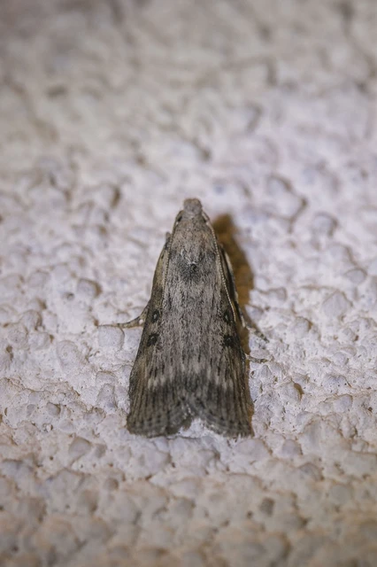 Lamoria anella - törmelékmoly