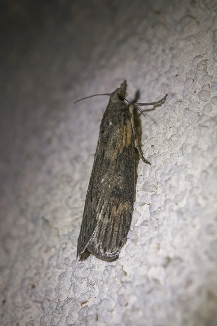 Lamoria anella - törmelékmoly