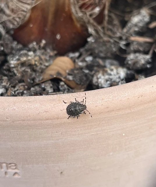 Halyomorpha halys - ázsiai márványospoloska Halyomorpha halys - ázsiai márványospoloska