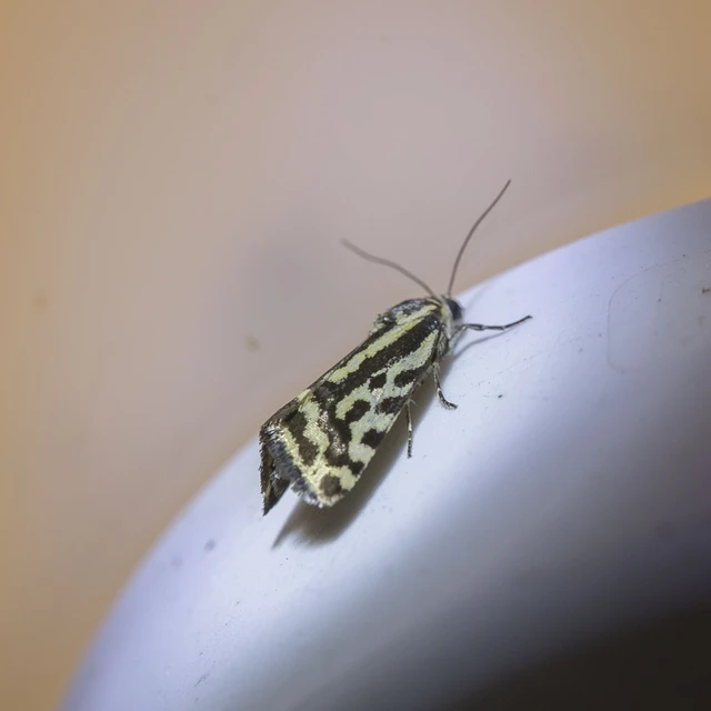Emmelia trabealis - zebrabagoly