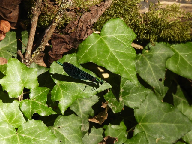 Calopteryx virgo - kisasszony-szitakötő