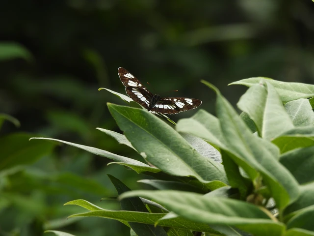 Neptis rivularis - nagy fehérsávoslepke