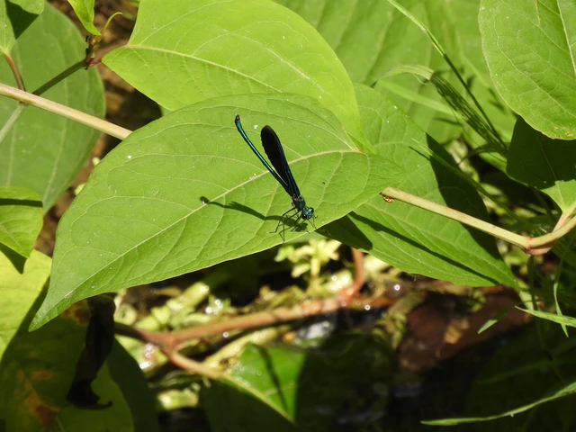 Calopteryx virgo - kisasszony-szitakötő