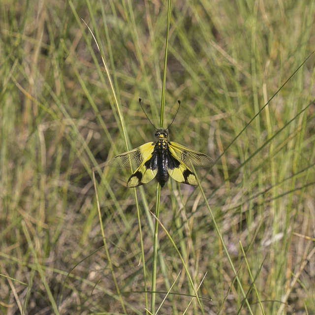 Libelloides macaronius - keleti rablópille