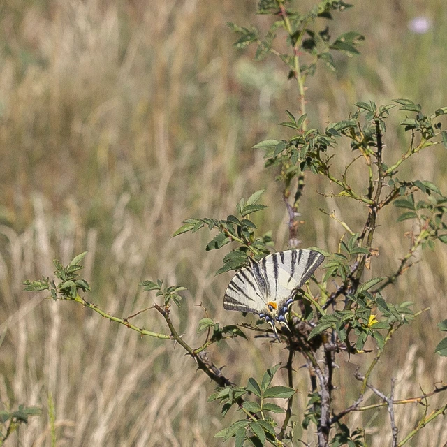 Iphiclides podalirius - kardoslepke