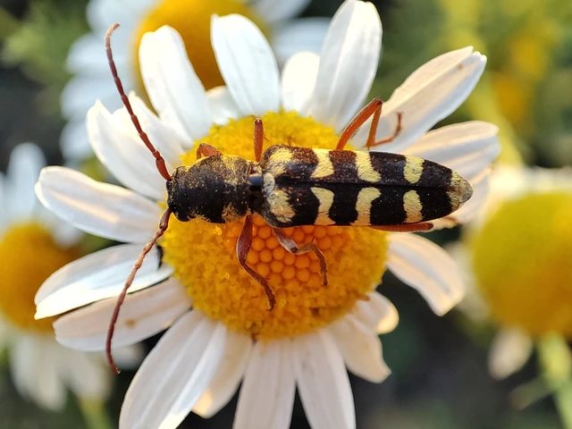 Echinocerus floralis - lucerna-darázscincér Echinocerus floralis - lucerna-darázscincér