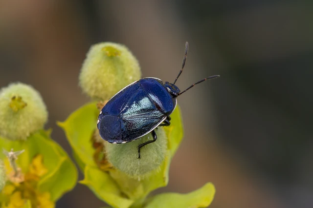 Canthophorus
