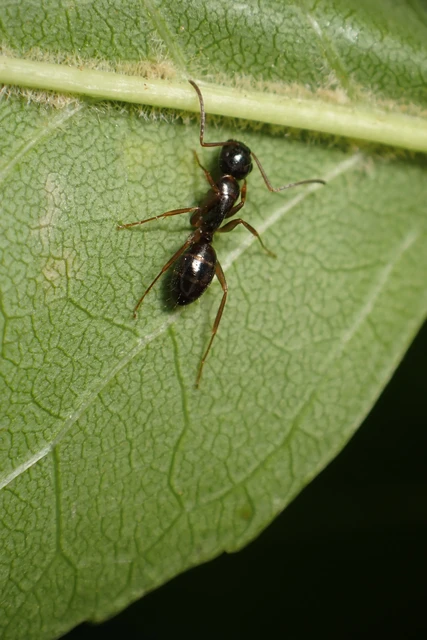 Camponotus fallax - ligeti lóhangya