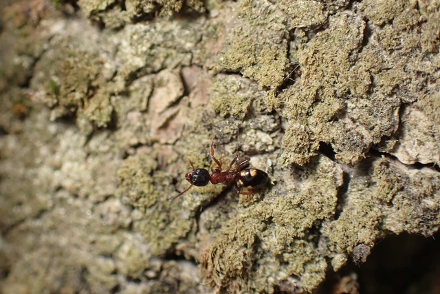 Dolichoderus quadripunctatus - négypettyes erdeihangya