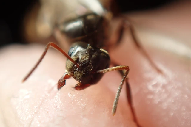 Lasius niger - közönséges feketehangya