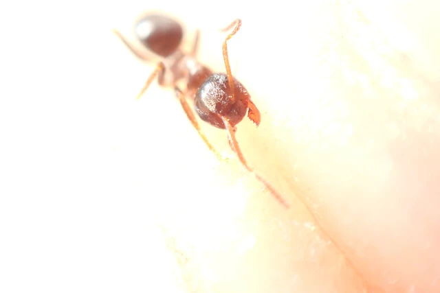 Lasius platythorax - erdei feketehangya