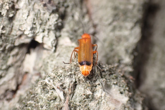 Rhagonycha fulva - feketevégű lágybogár