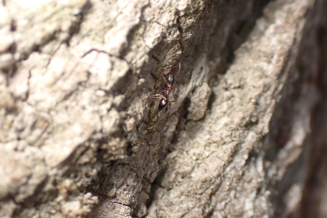 Dolichoderus quadripunctatus - négypettyes erdeihangya