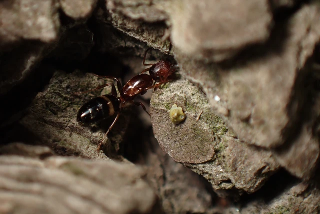 Colobopsis truncata - kapushangya