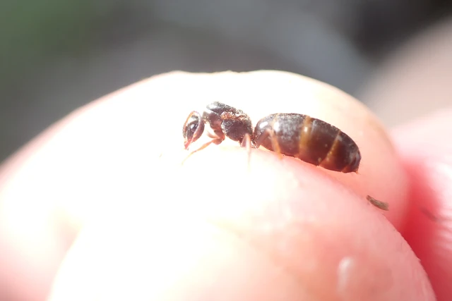 Lasius niger - közönséges feketehangya