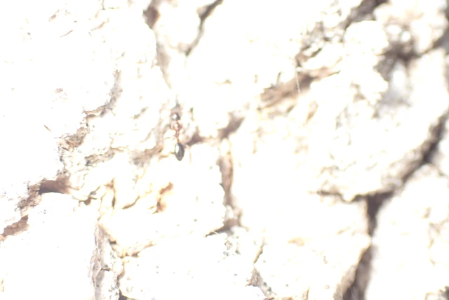 Colobopsis truncata - kapushangya