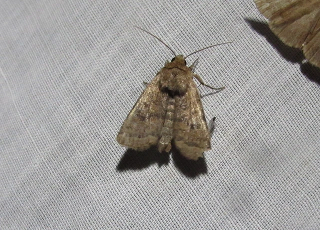 Hoplodrina octogenaria - barna selymesbagoly