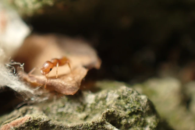 Temnothorax turcicus - sárga kéreghangya