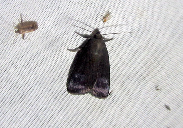 Amphipyra livida - zsírfényű bagoly