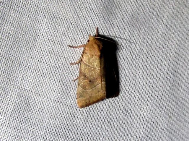 Cosmia trapezina - közönséges lombbagoly