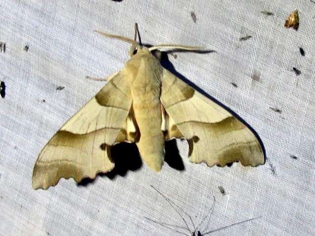 Marumba quercus - tölgyfaszender