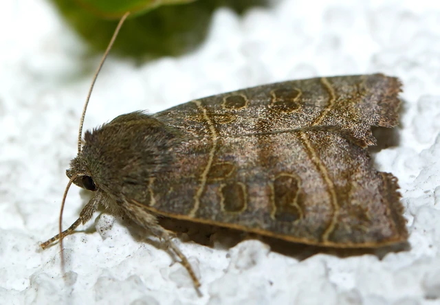 Ipimorpha subtusa - csúcsos nyárfabagoly