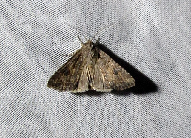 Hadula trifolii - lóherebagoly