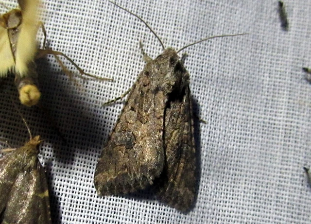 Hadula trifolii - lóherebagoly