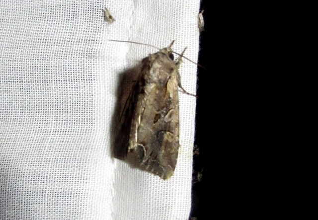 Lacanobia suasa - tarka kertibagoly