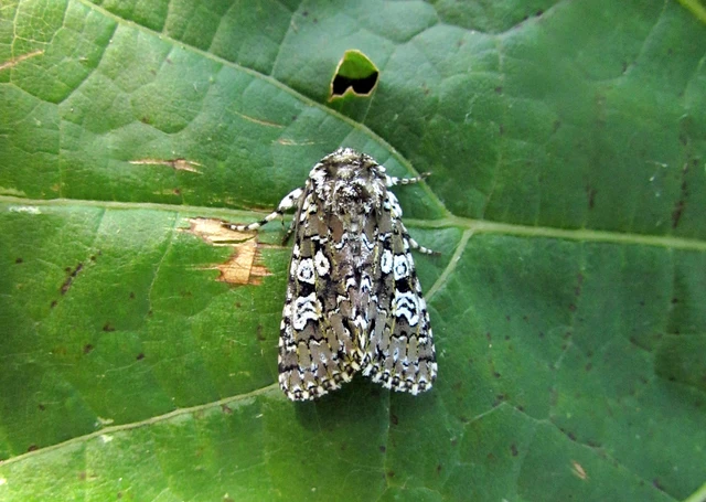 Lamprosticta culta - hármasfoltú bagoly