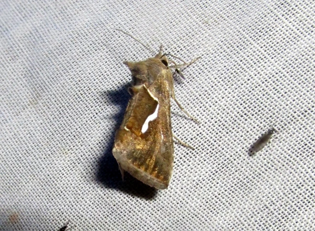Macdunnoughia confusa - cseppfoltos ezüstbagoly