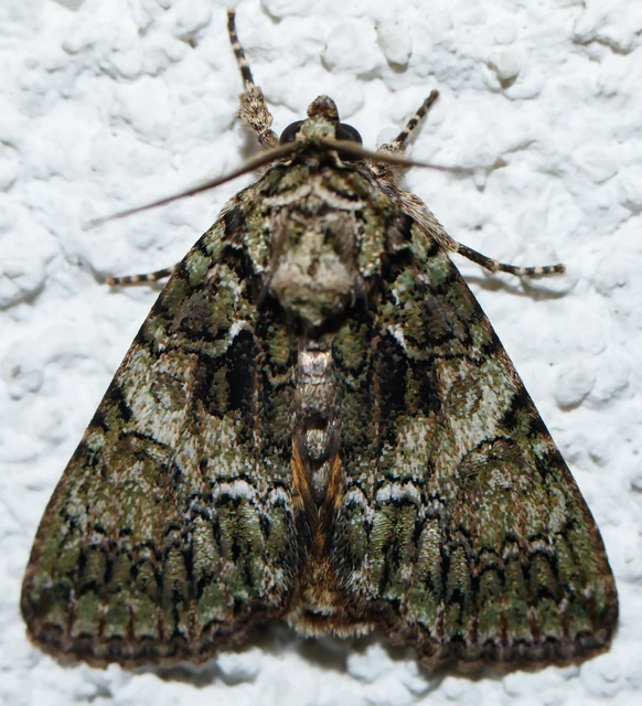 Polyphaenis sericata - selyemfényű erdeibagoly