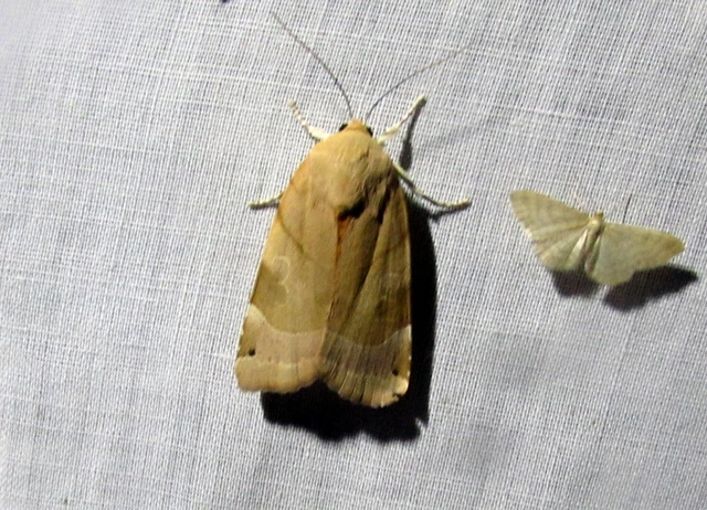 Noctua fimbriata - szélessávú sárgafűbagoly