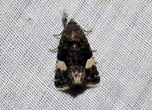 Tyta luctuosa - fekete nappalibagoly
