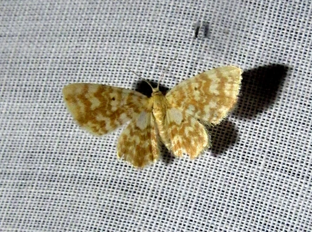 Hydrelia flammeolaria - narancssárga araszoló