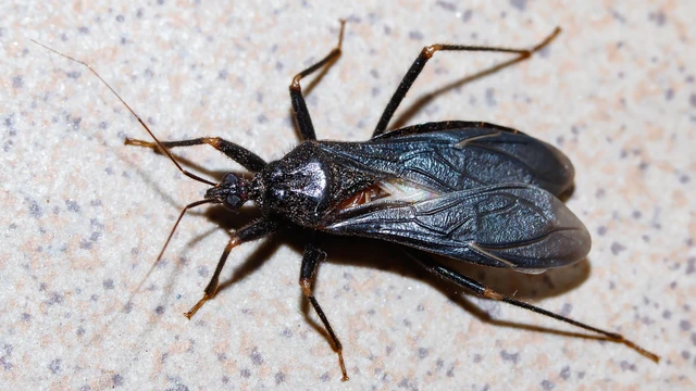 Reduvius personatus - szemetes zugpoloska