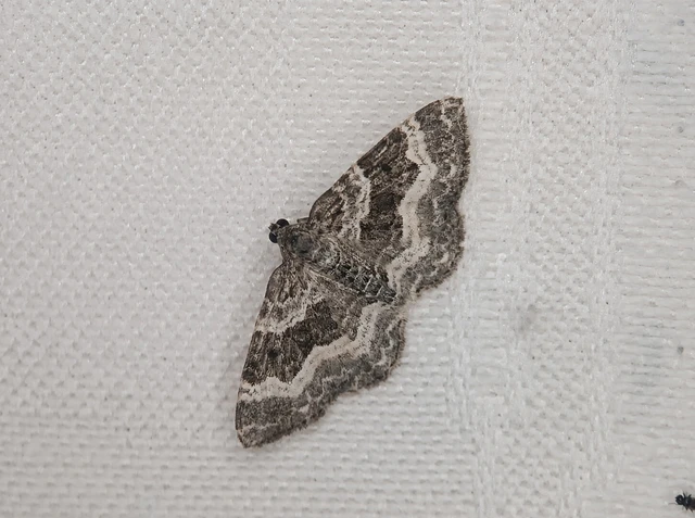 Epirrhoe alternata - galaj-tarkaaraszoló