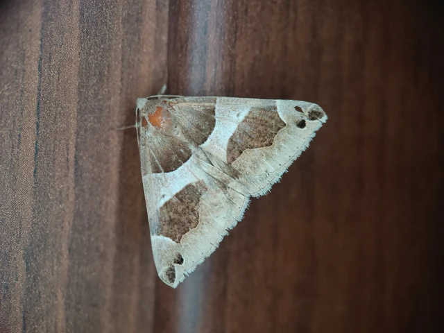 Dysgonia algira - déli porcelánbagoly