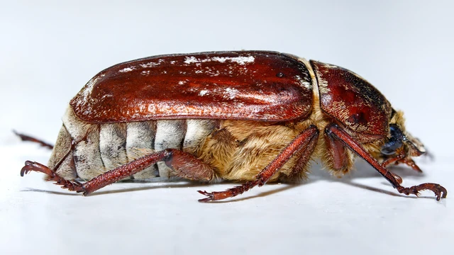 Anoxia orientalis - keleti cserebogár