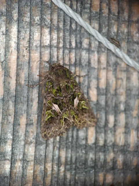 Trachea atriplicis - nyári zöldbagoly