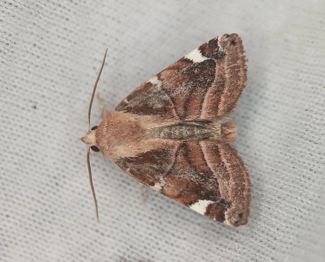 Cosmia diffinis - szilfa-lombbagoly